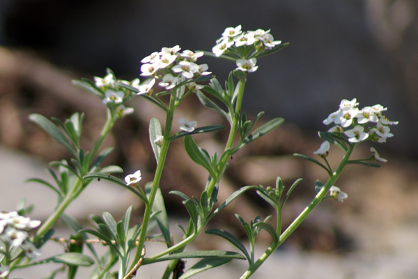 Lobularia maritima / Filigrana comune