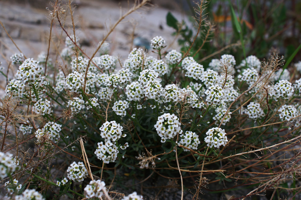 Lobularia maritima