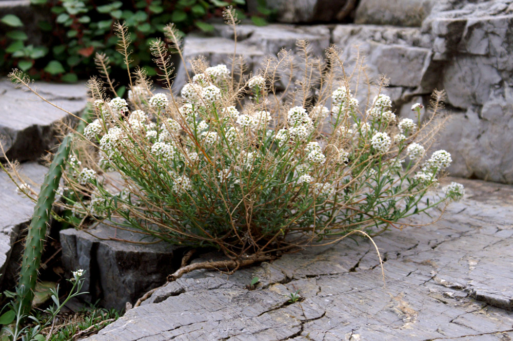 Lobularia maritima