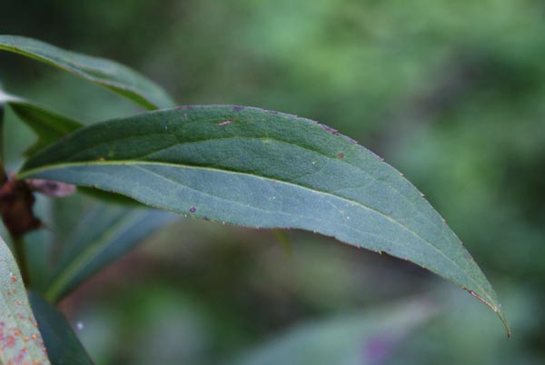 Solidago gigantea