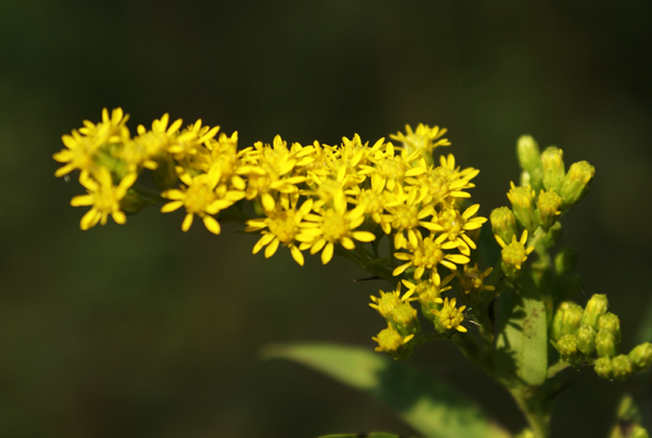 Solidago gigantea