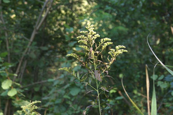 Solidago gigantea