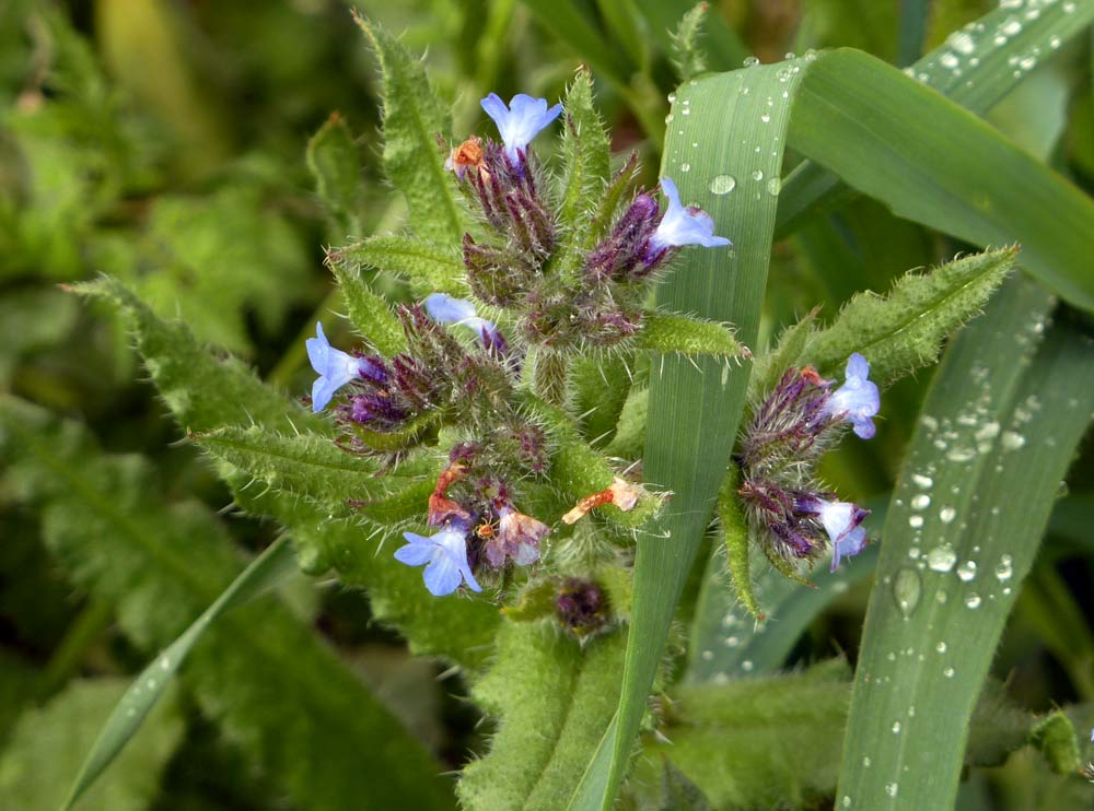 Lycopsis arvensis / Buglossa minore