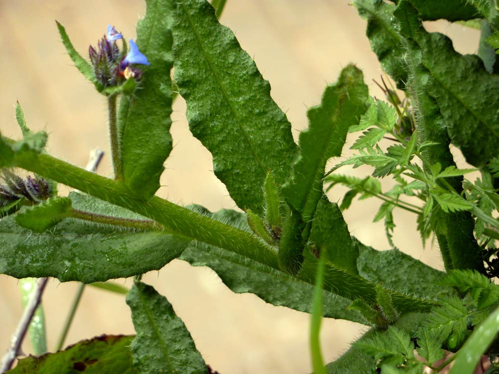 Lycopsis arvensis / Buglossa minore