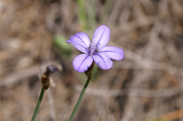 entroterra ligure - Aphyllanthes monspeliensis