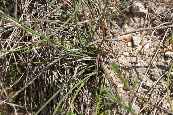 entroterra ligure - Aphyllanthes monspeliensis