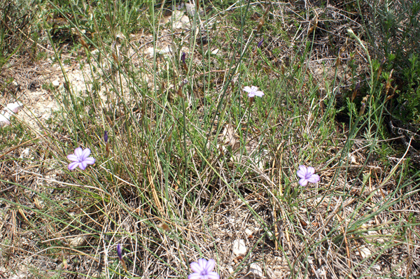 entroterra ligure - Aphyllanthes monspeliensis