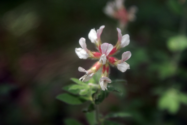 Lotus hirsutus (=Dorycnium hirsutum)