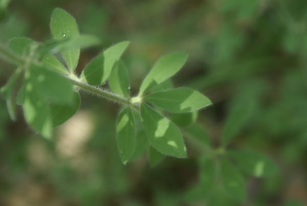 Lotus hirsutus (=Dorycnium hirsutum)