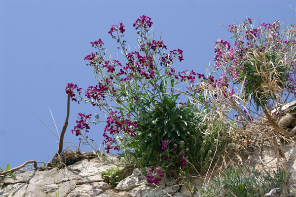 Sulle mura del porto di Finale - Matthiola incana