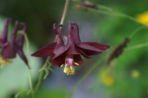 Aquilegia einseleana / Aquilegia di Einsele