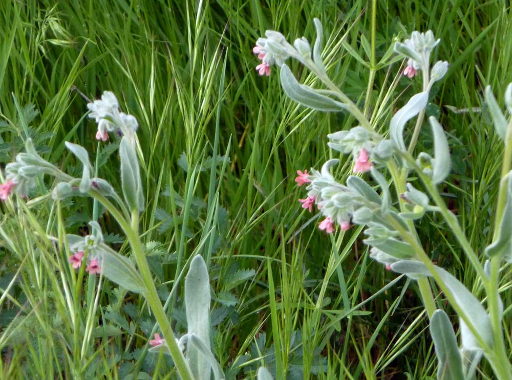 Cynoglossum cheirifolium