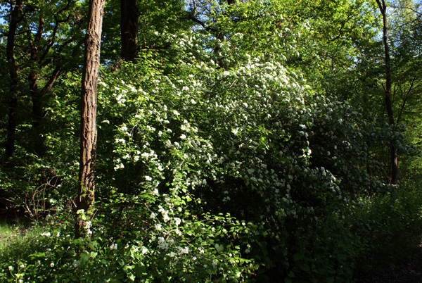 Crataegus oxycantha e C. monogyna