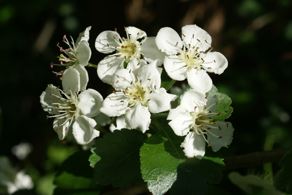 Crataegus oxycantha e C. monogyna