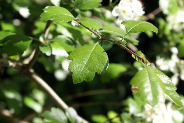 Crataegus oxycantha e C. monogyna