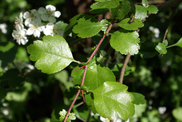 Crataegus oxycantha e C. monogyna