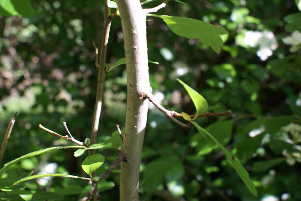 Crataegus oxycantha e C. monogyna