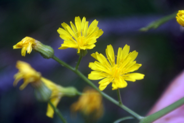 Asteracea - Crepis lacera