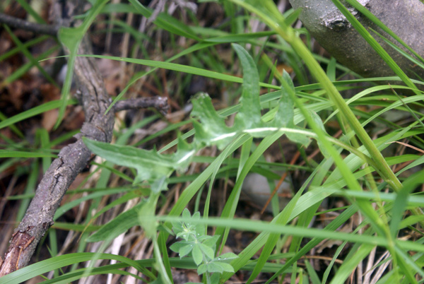 Asteracea - Crepis lacera