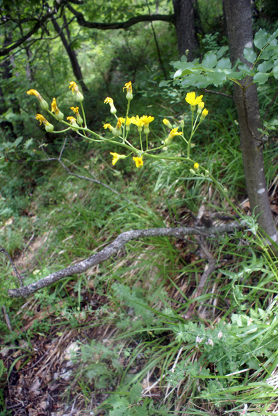 Asteracea - Crepis lacera