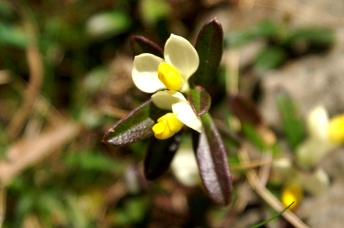 Astragalus? no, Polygala chamaebuxus