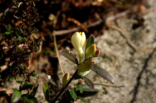 Astragalus? no, Polygala chamaebuxus