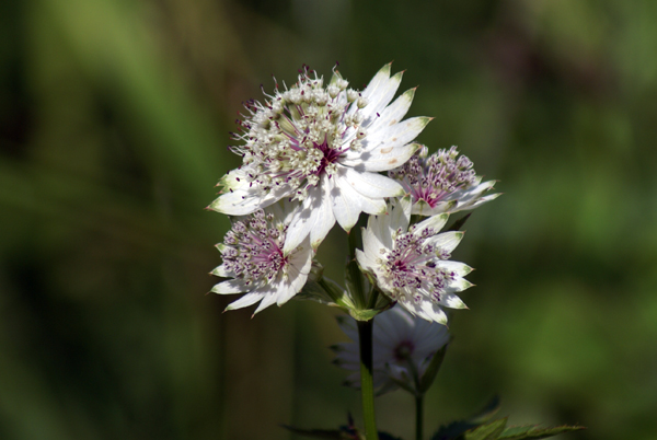 Astrantia major