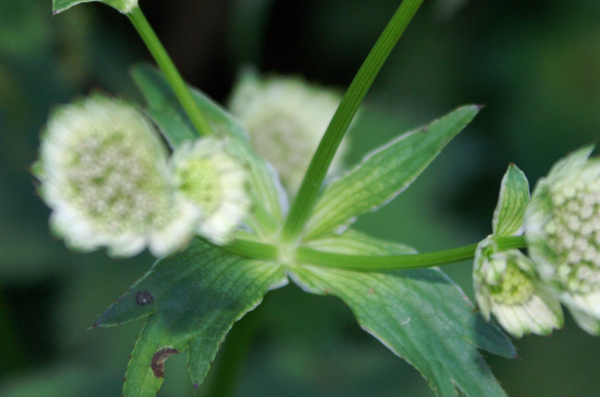 Astrantia major