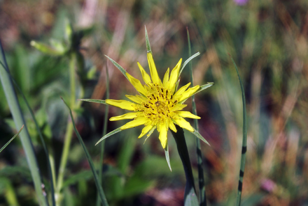 Tragopogon dubius