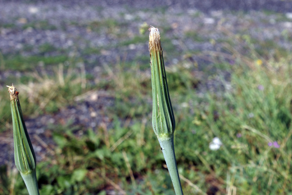 Tragopogon dubius