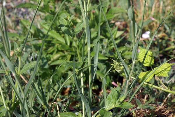 Tragopogon dubius