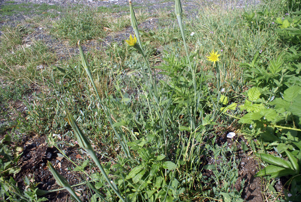 Tragopogon dubius