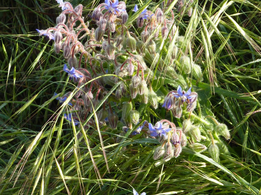 Borago officinalis