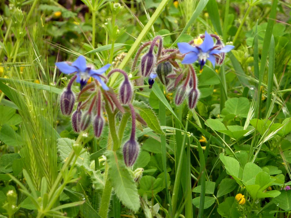 Borago officinalis