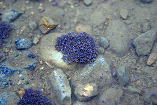 nella pozzanghera - Hypogastrura meridionalis o H. socialis