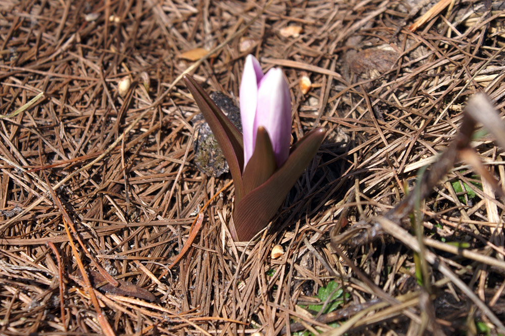 Bulbocodium vernum