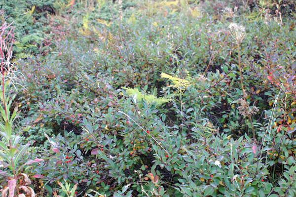 bacche autunnali - Cotoneaster integerrimus