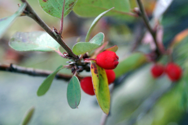 bacche autunnali - Cotoneaster integerrimus