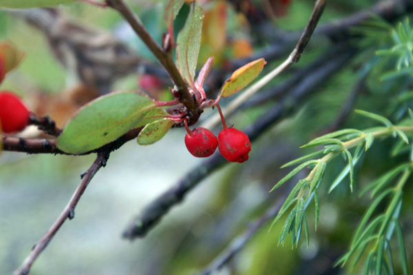 bacche autunnali - Cotoneaster integerrimus