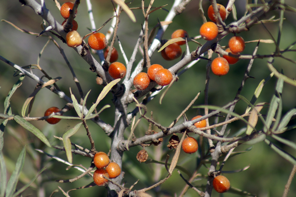 Hippophae fluviatilis / Olivello spinoso