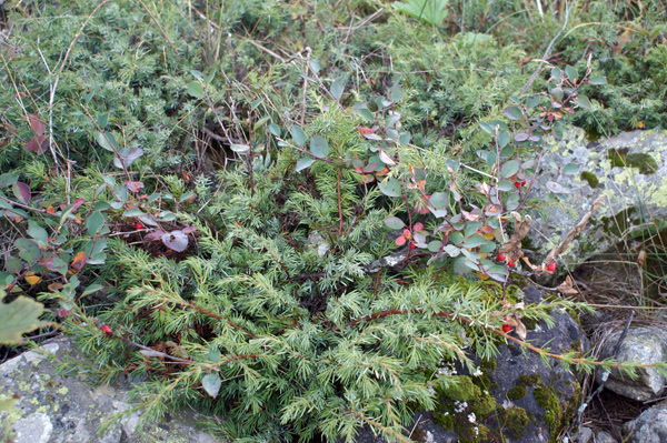 bacche autunnali - Cotoneaster integerrimus