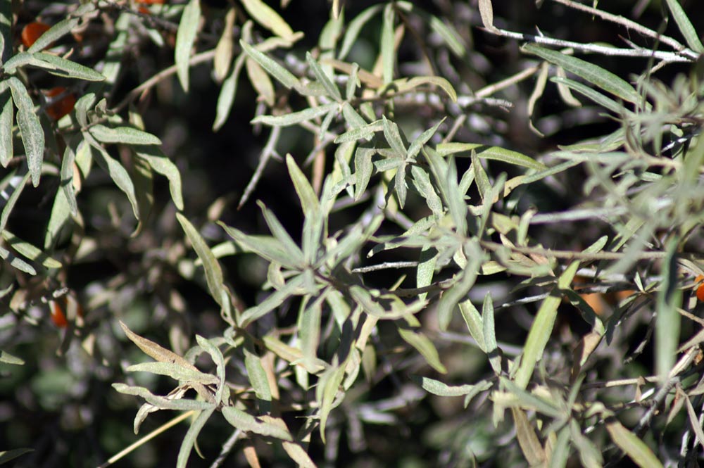 Hippophae fluviatilis / Olivello spinoso