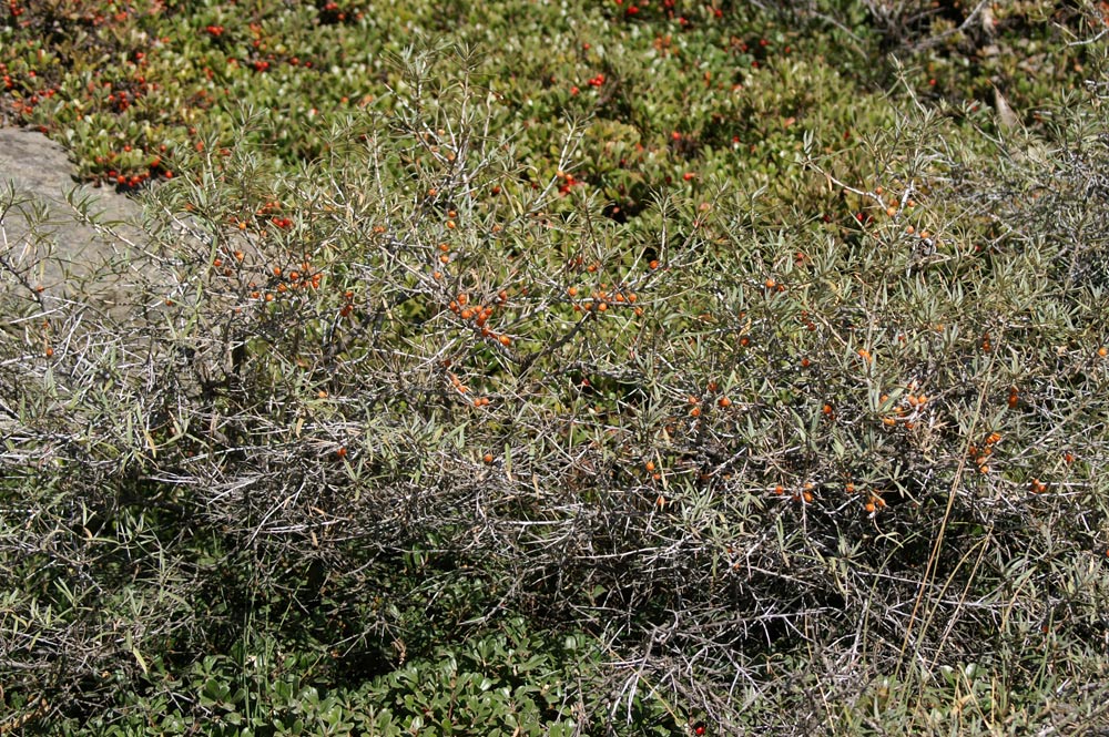 Hippophae fluviatilis / Olivello spinoso