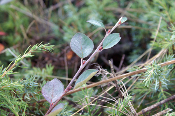 bacche autunnali - Cotoneaster integerrimus