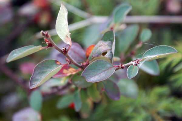 bacche autunnali - Cotoneaster integerrimus