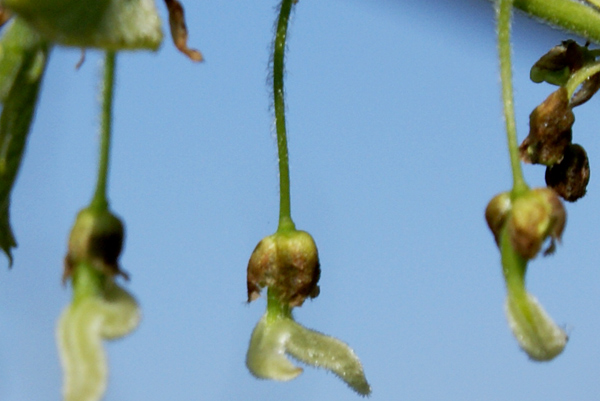 Fiore di bagolaro - Celtis australis