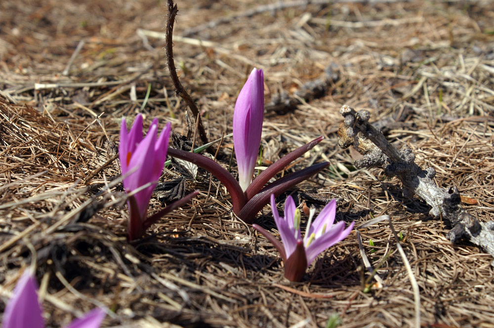 Bulbocodium vernum