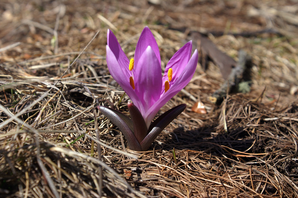 Bulbocodium vernum