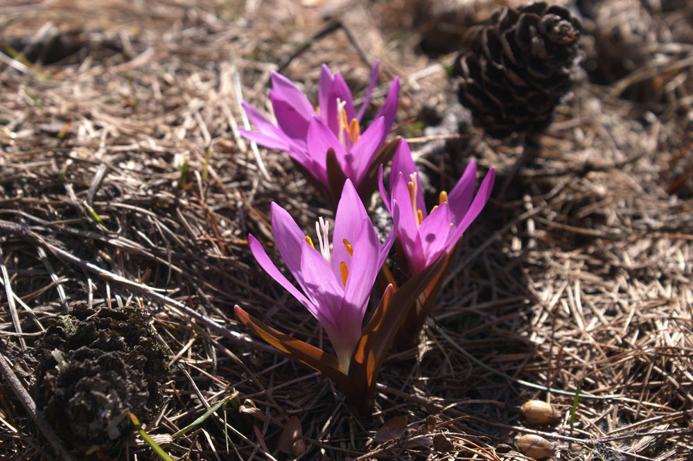 Bulbocodium vernum