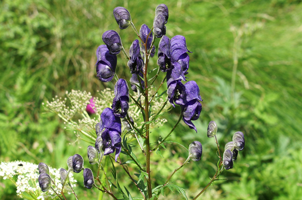 fiori blu - Aconitum cfr. variegatum